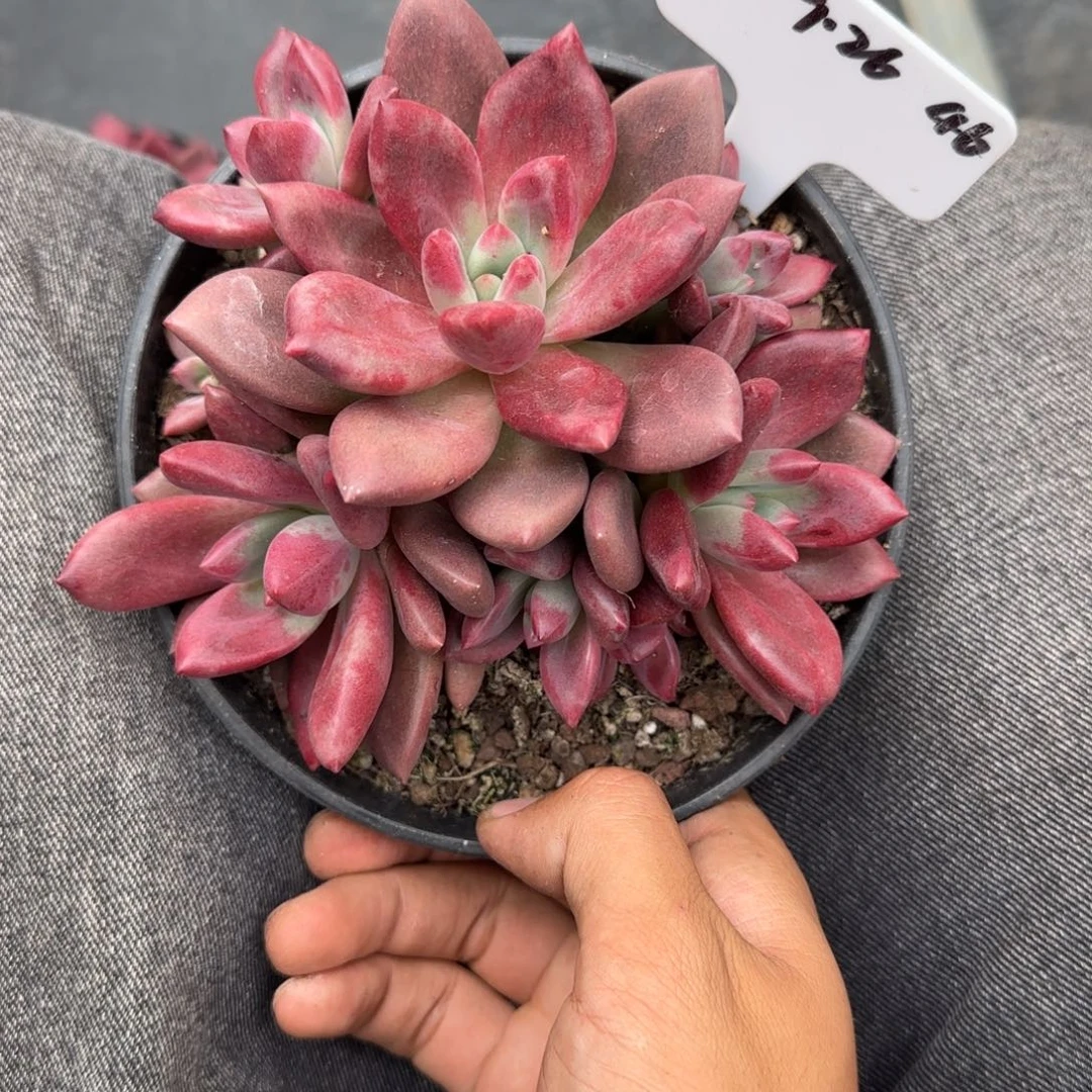 一物一拍赫菲鱼46