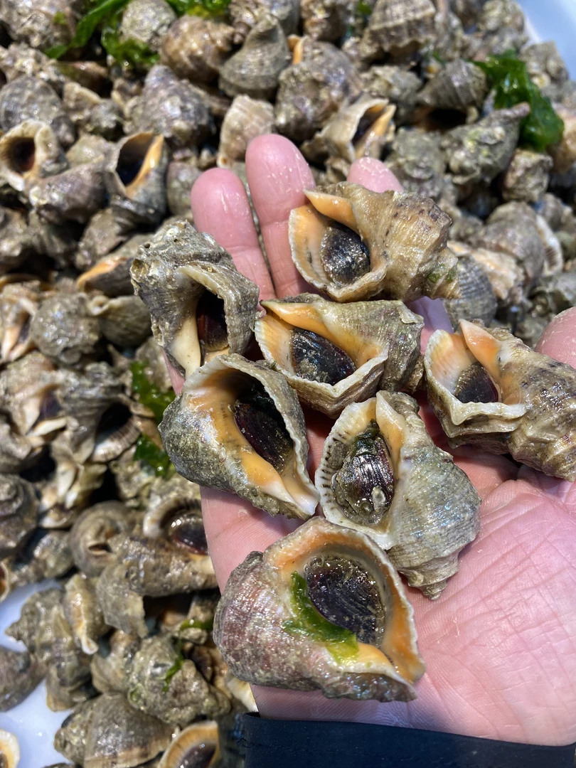 渤海湾海螺3斤（一斤35粒左右）