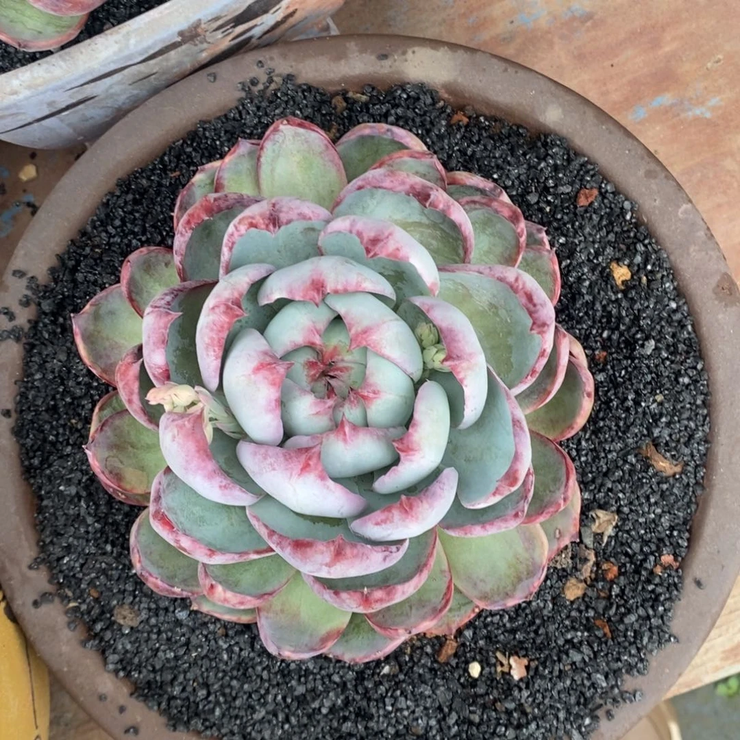 ^****ˇ爱笑的小丸子惊鸿多肉植物