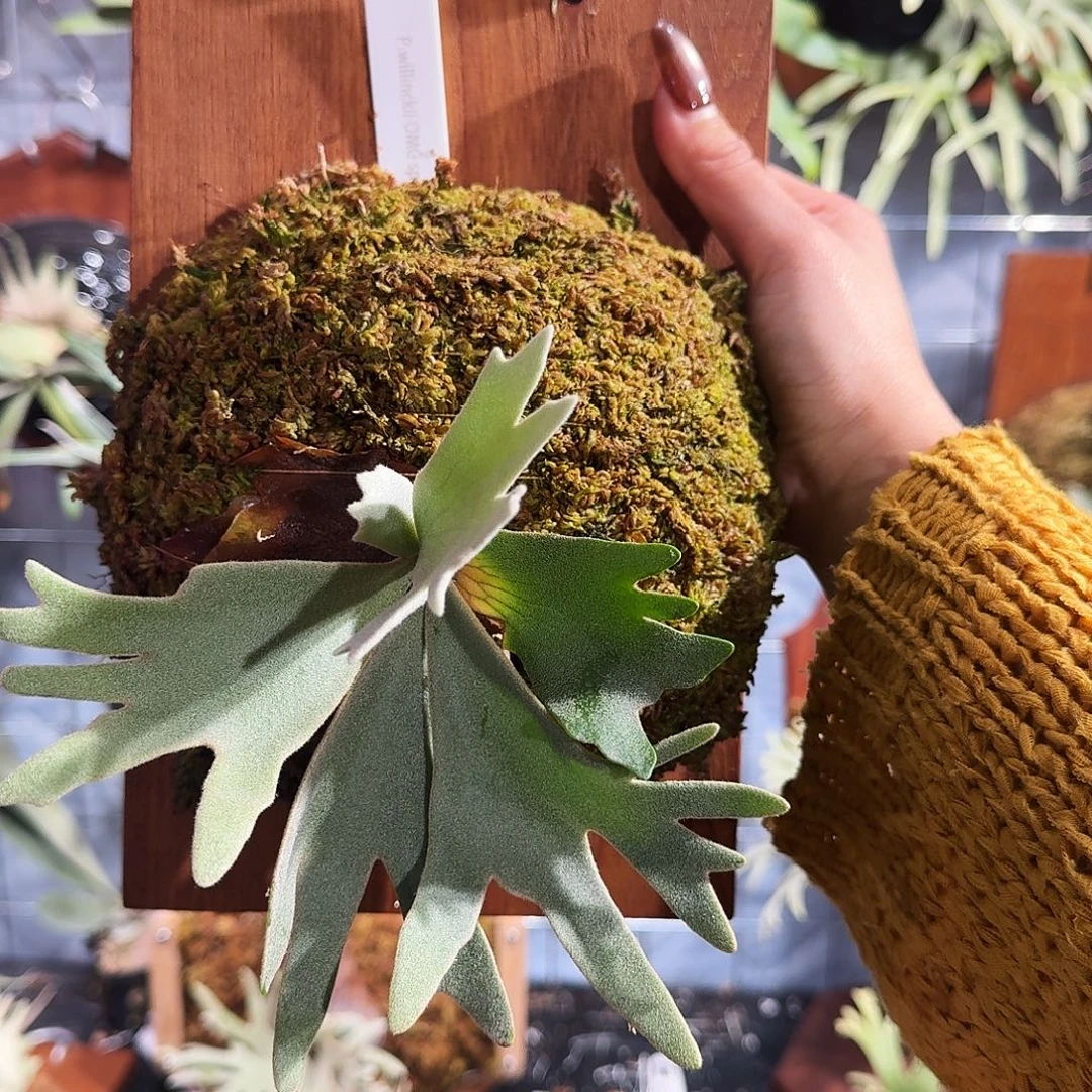 完全开放Omg侏儒鹿角鹿