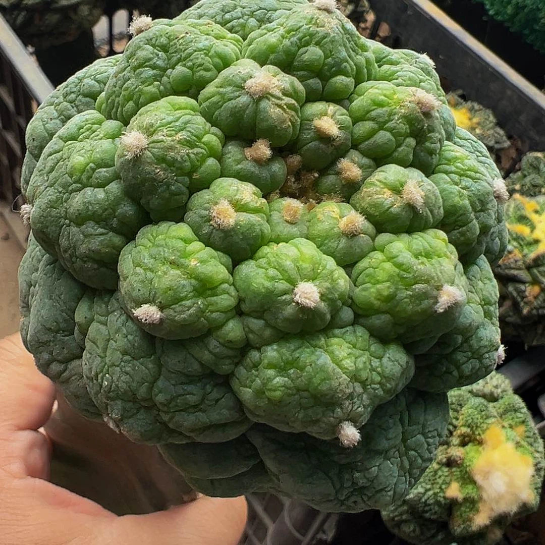 无花朵大尤皱尤仙948微瑕疵