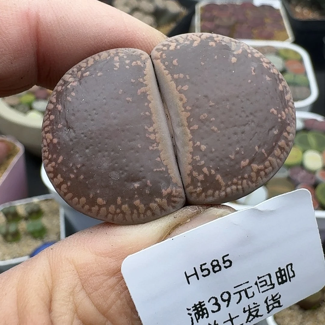 585多肉哈哈哈哈哈哈哈