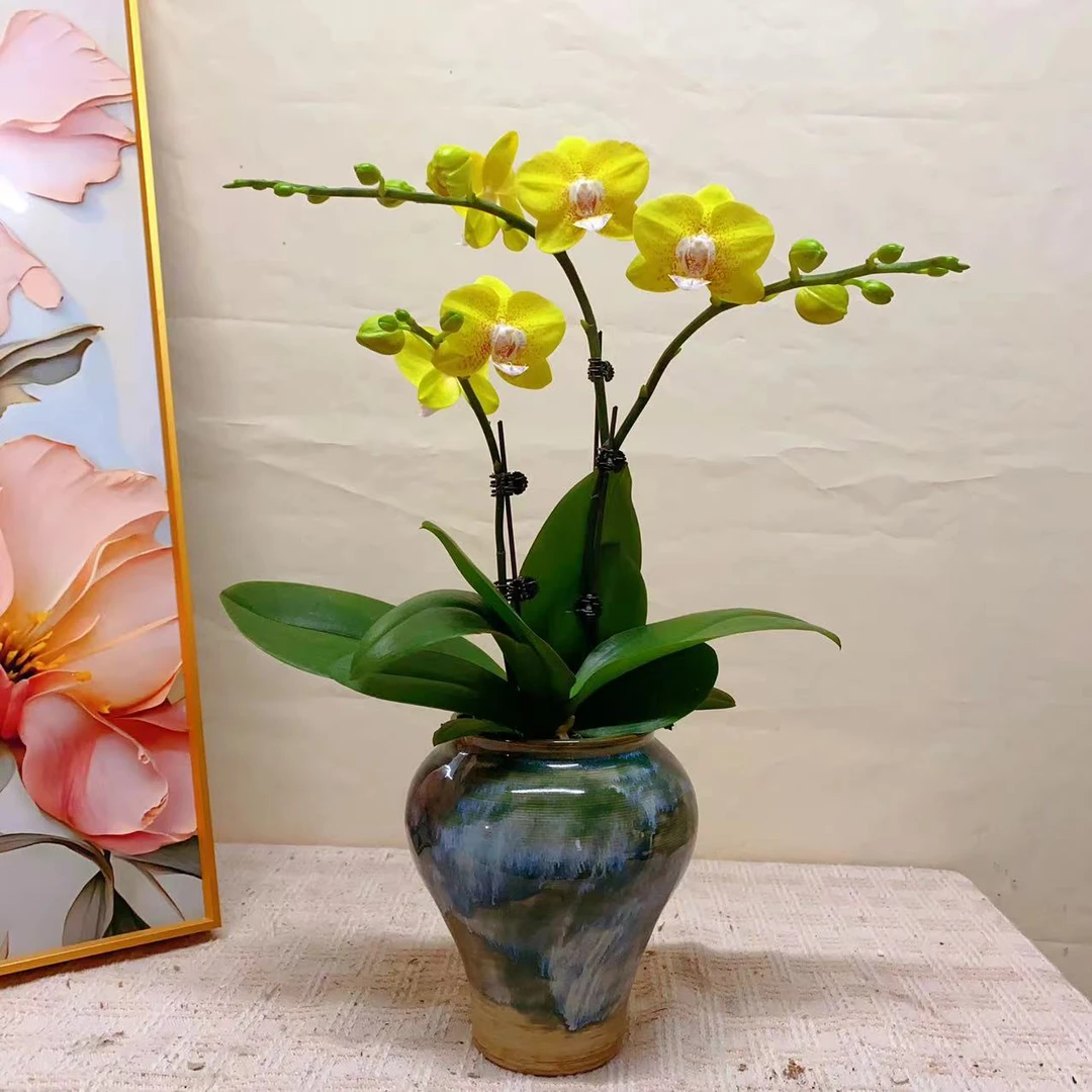 桦艺优选【黄金海岸】蝴蝶兰轻奢绿植花卉艺术高级盆栽植株很好养