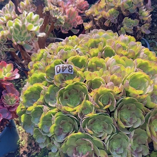 肖****多肉植物一个沙拉碗