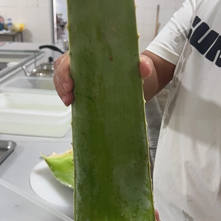 当前无花栽培后可以开花3片食用叶片，每片700一800克