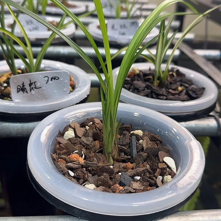 完全开放桃花潭水