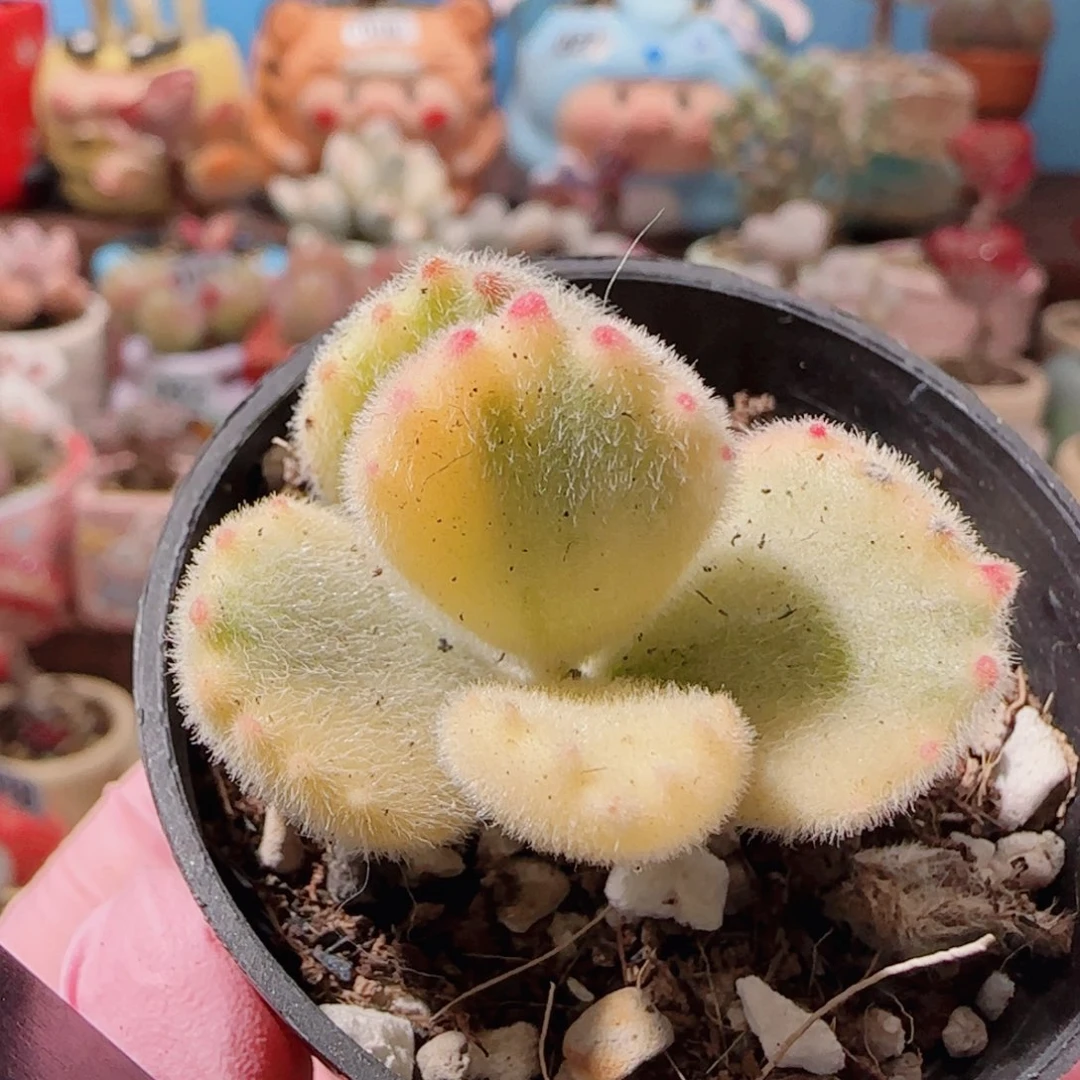 T可爱熊童子盆口3.5cm