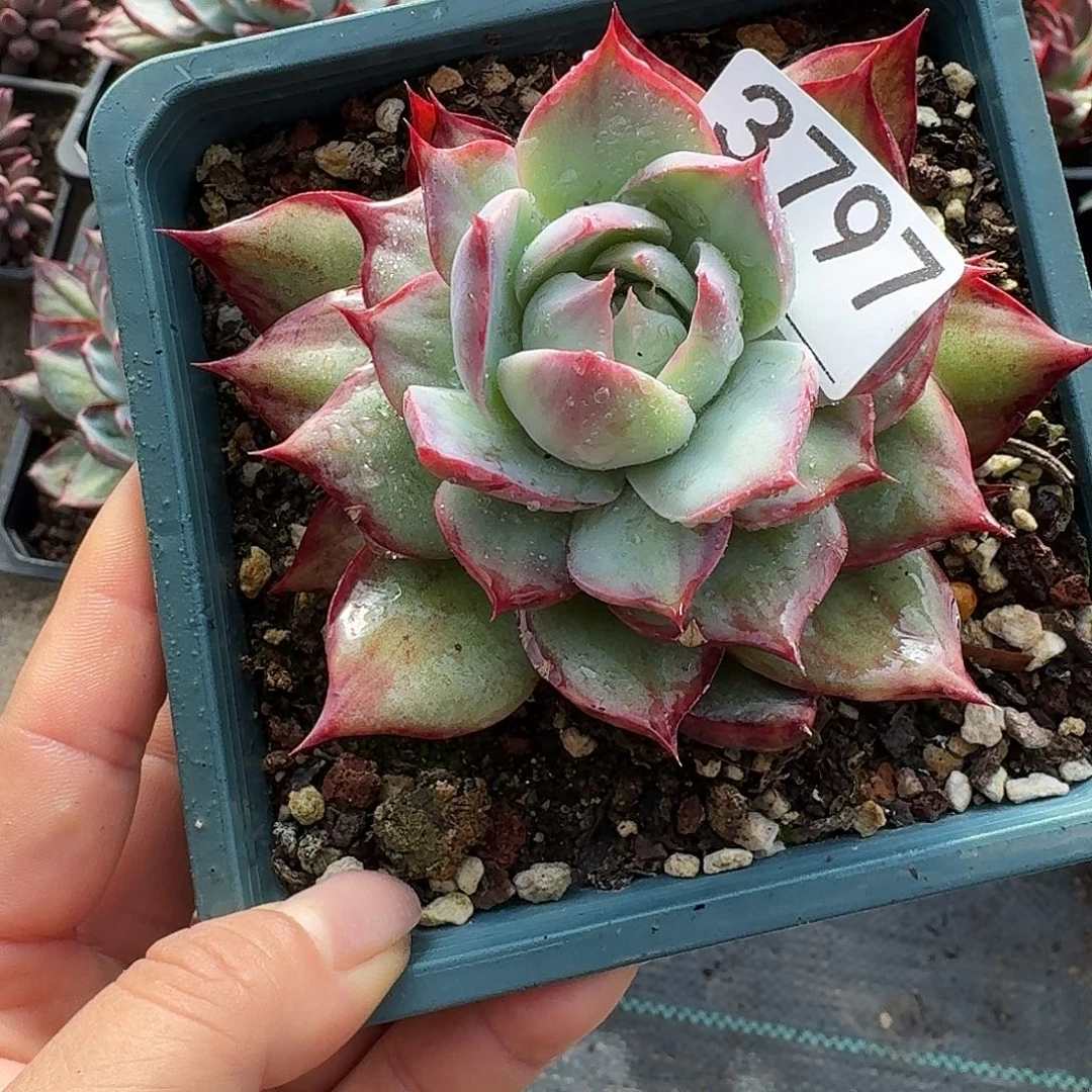 惊鸿惊鸿惊鸿 3797........