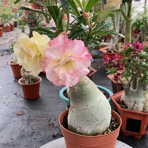 【闪购商品】无花朵原*人绿植