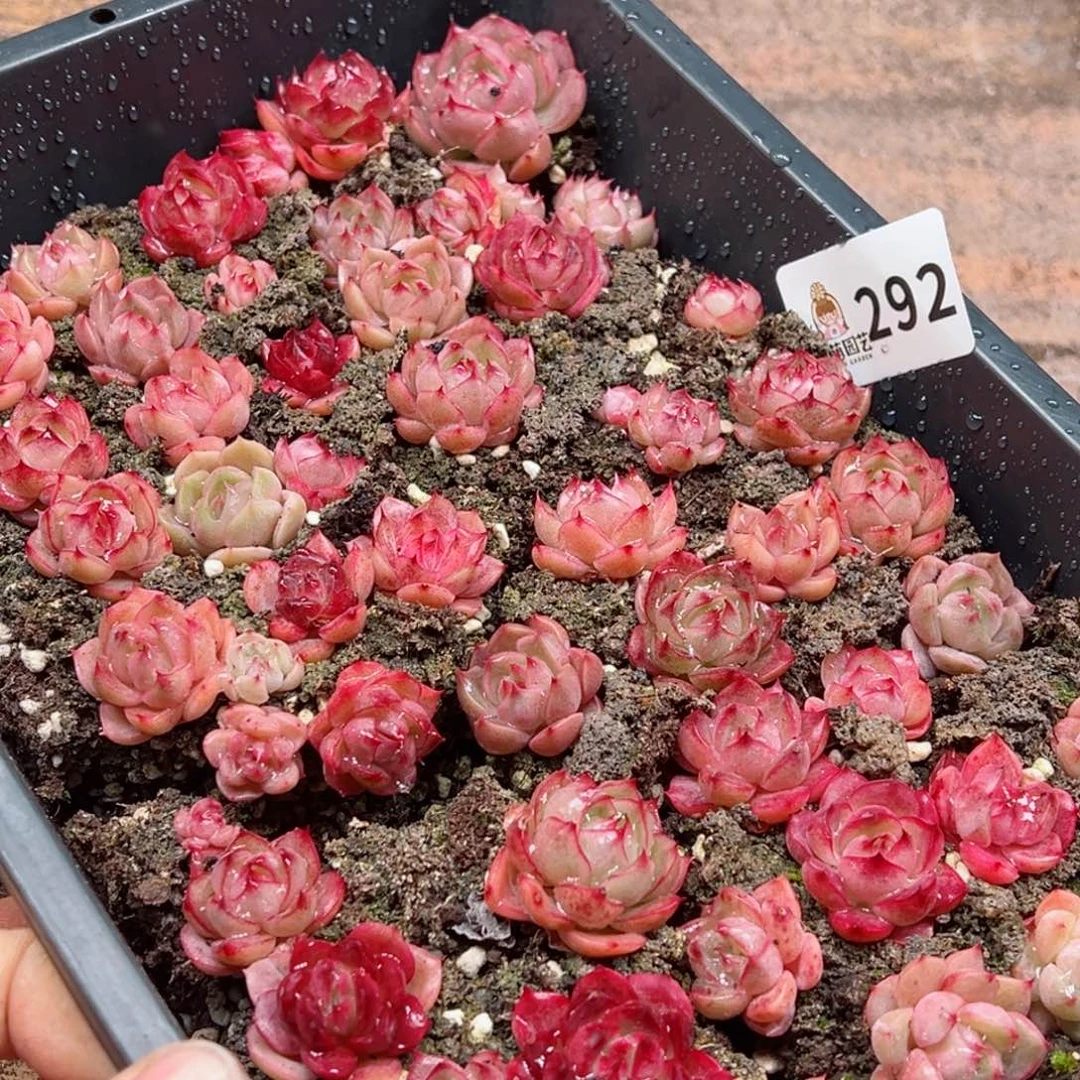 娜多肉植物多肉植物