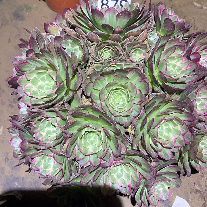 多肉植物法师879莲花