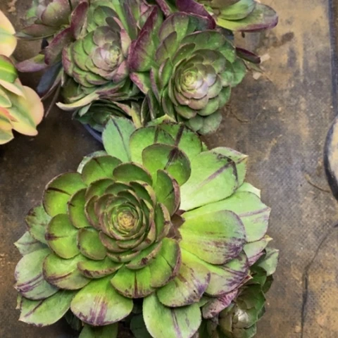 两盆多肉植物3842