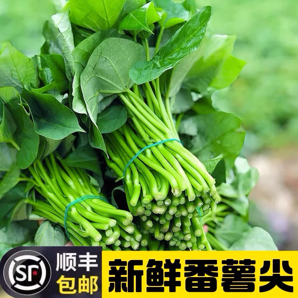 顺丰包邮|红薯叶嫩尖农家菜红薯梗番薯叶嫩滑绿叶菜