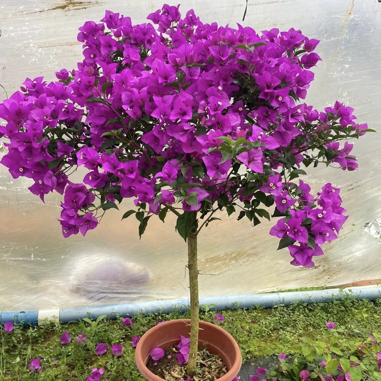 三角梅四季开花护心土修剪发货（不带花）运输途中掉花掉叶正常现象