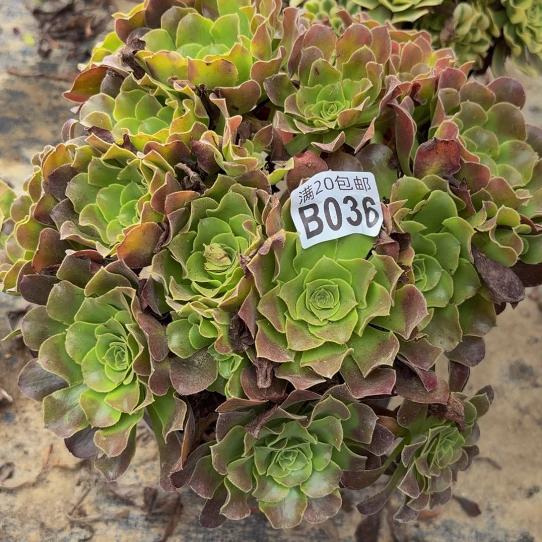 36多肉植物捧花的时候