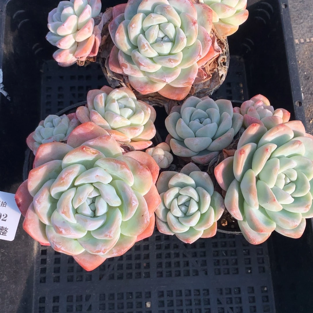 1215-02 老桩冰玉