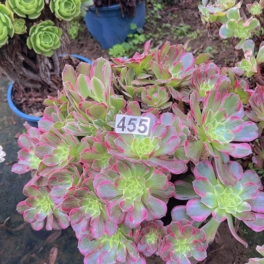 丹***丹多肉植物一个安娜