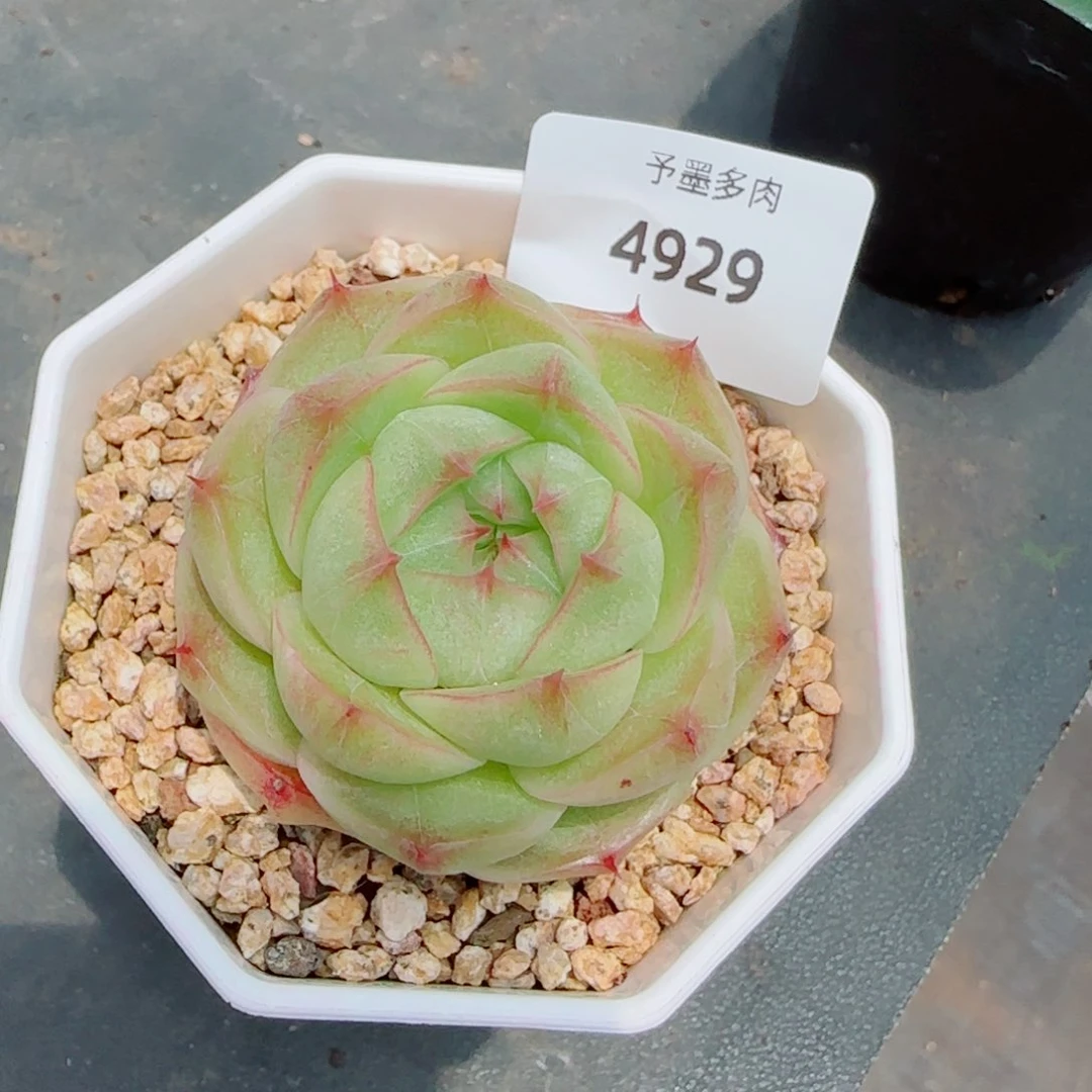珍妮麦秆，4929多肉植物