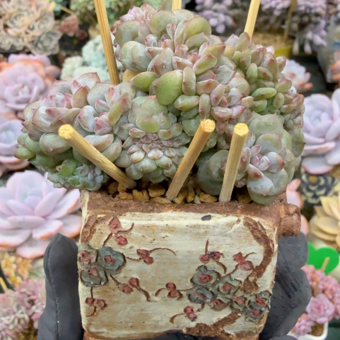 星星橙一物一拍拍下不退不换