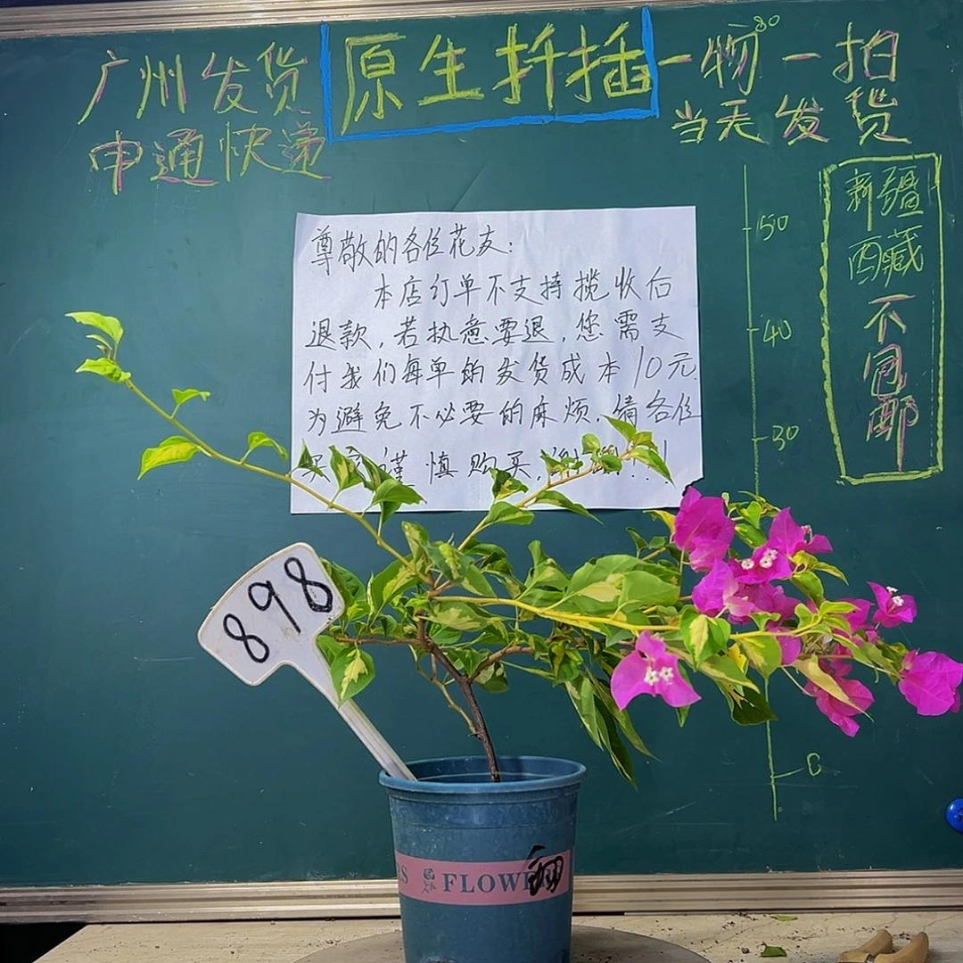 当前无花栽培后可以开花 金心双色 898