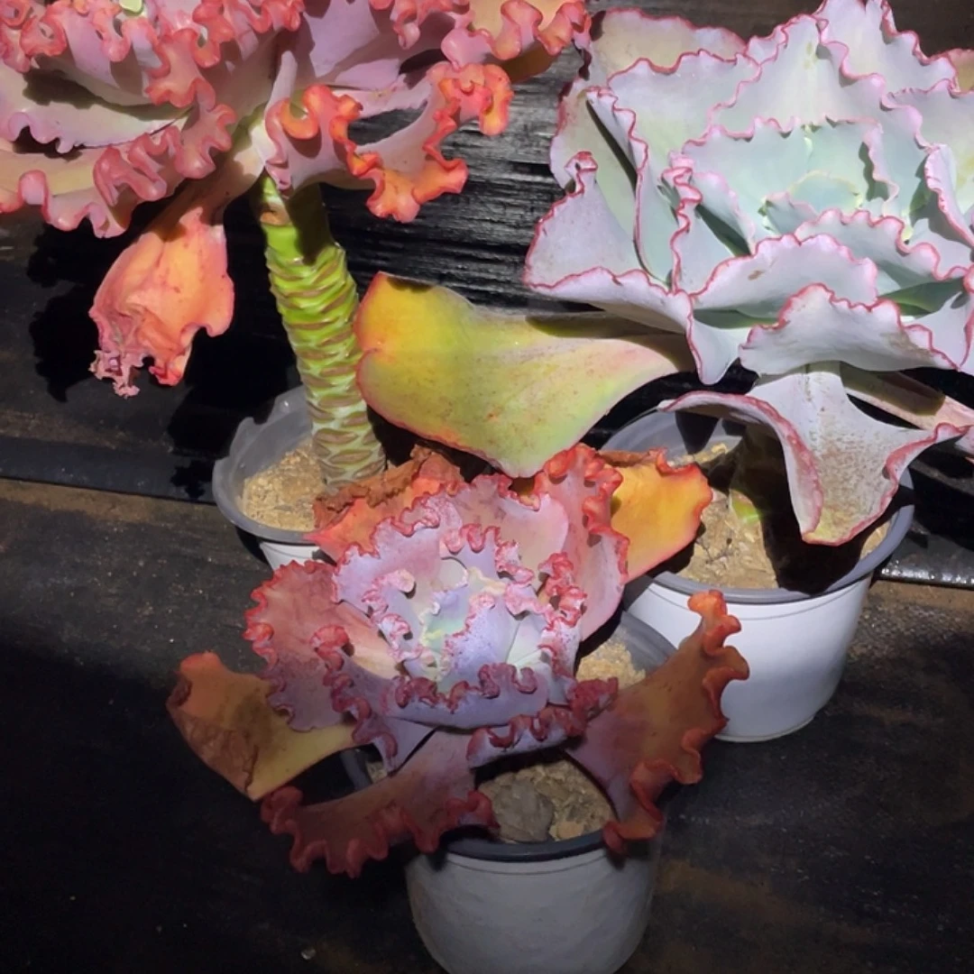 都***牧9 0号包菜系列多肉植物带赠品3棵