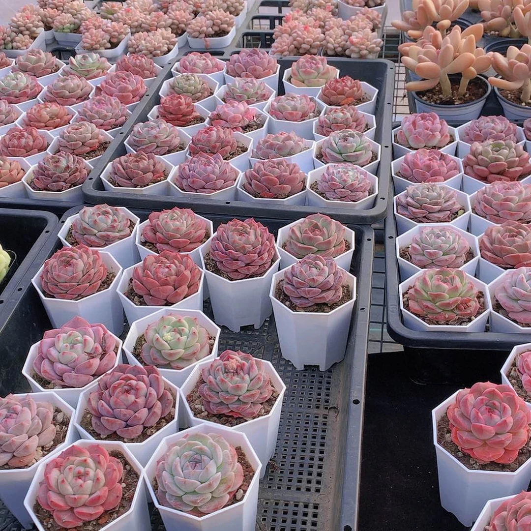 7颗组合24567899900000