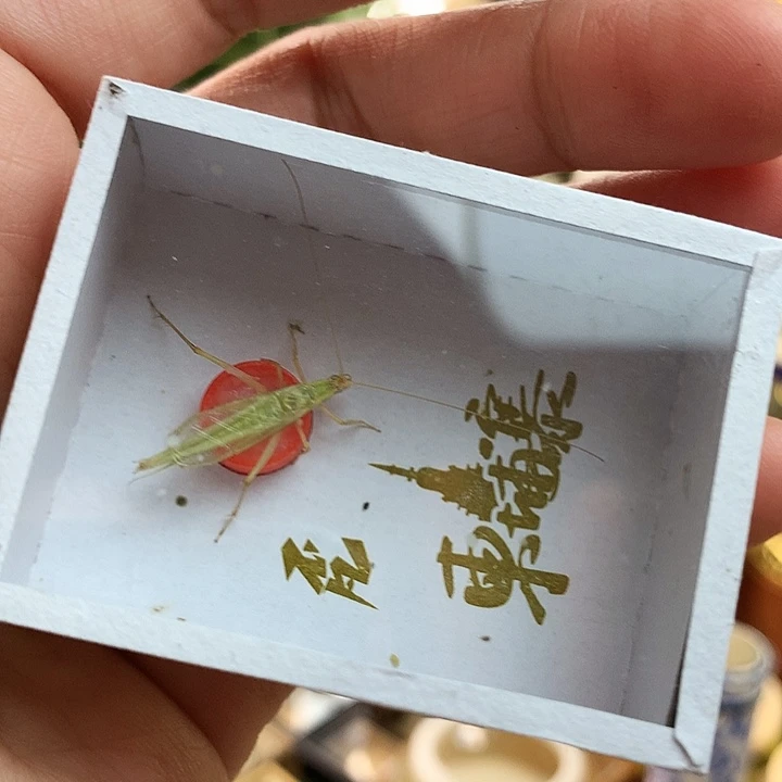 两只柬埔寨竹蛉啊啊啊啊啊