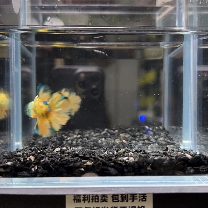 斗鱼竞拍跑单拉黑14日122