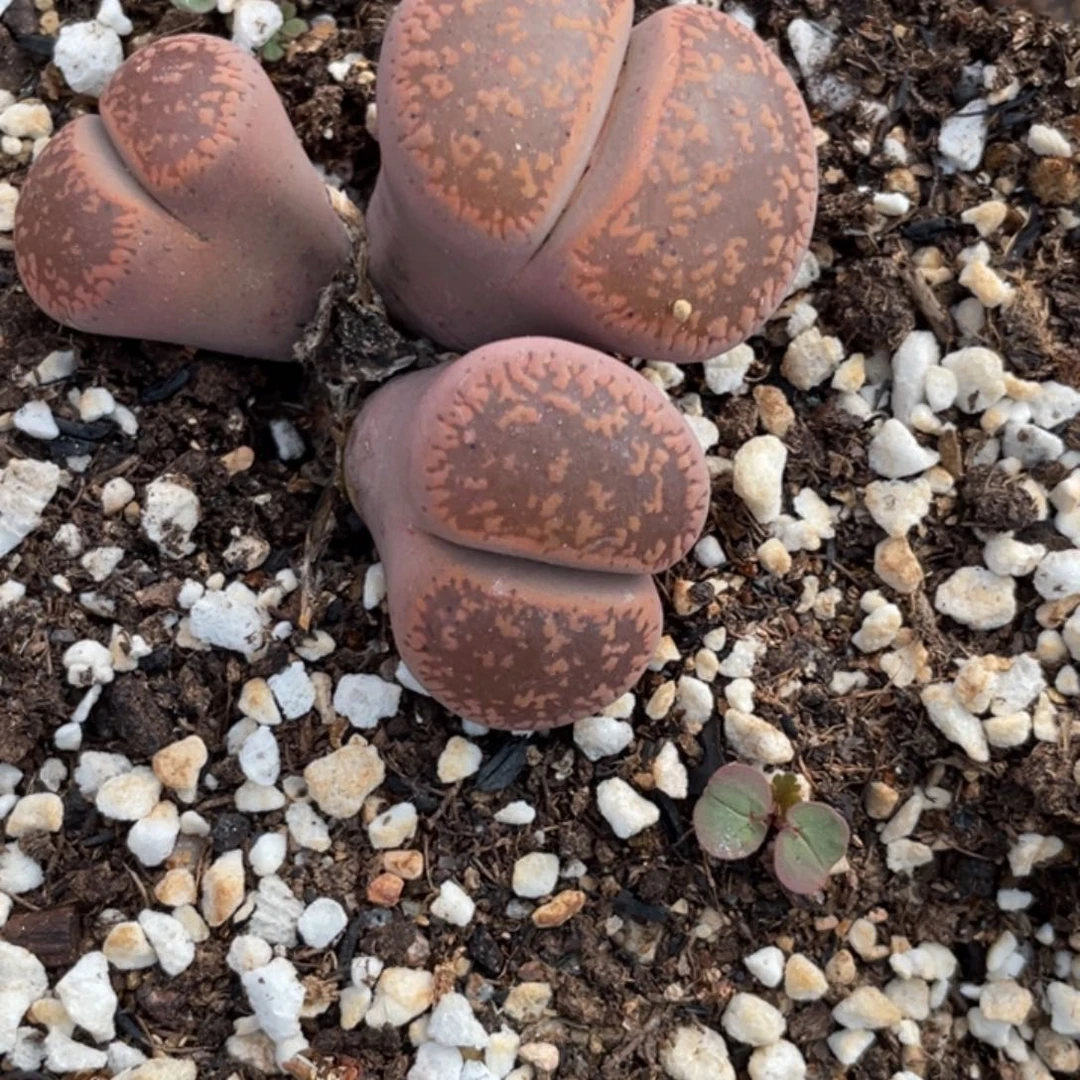 非偏远满20包邮913