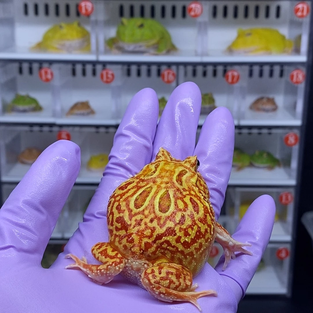角蛙火龙一只150元
