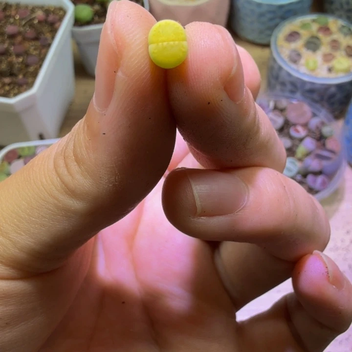小***枚多肉植物的生长发育45