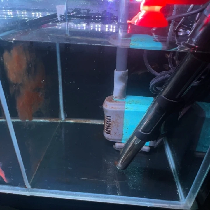 蝴蝶鲤追*蝴蝶鲤