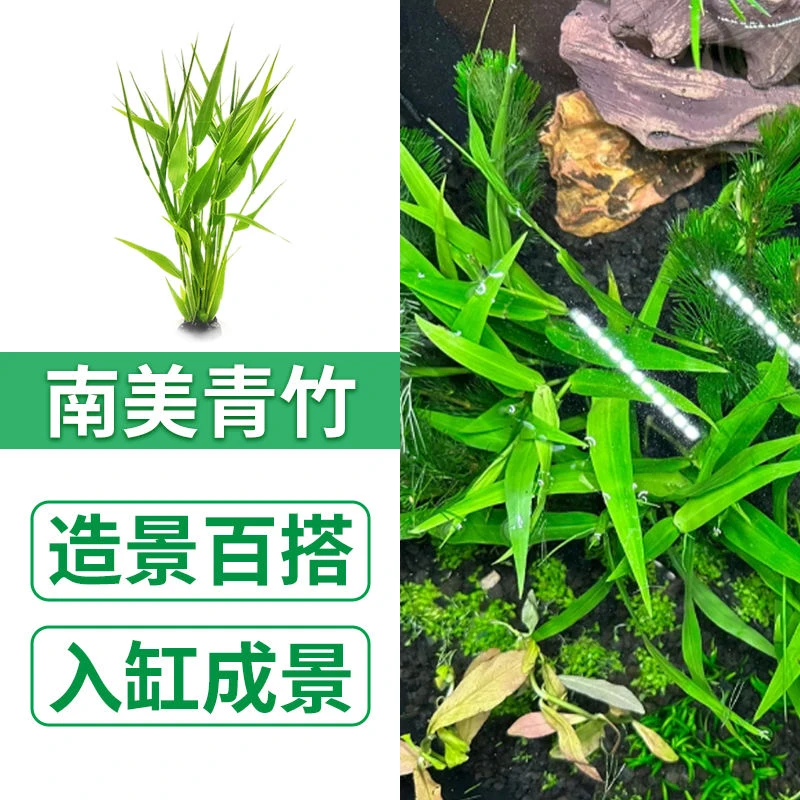 【南美青竹】真水草植物鱼缸造景水培蜈蚣草水榕阴性绿菊净化水质