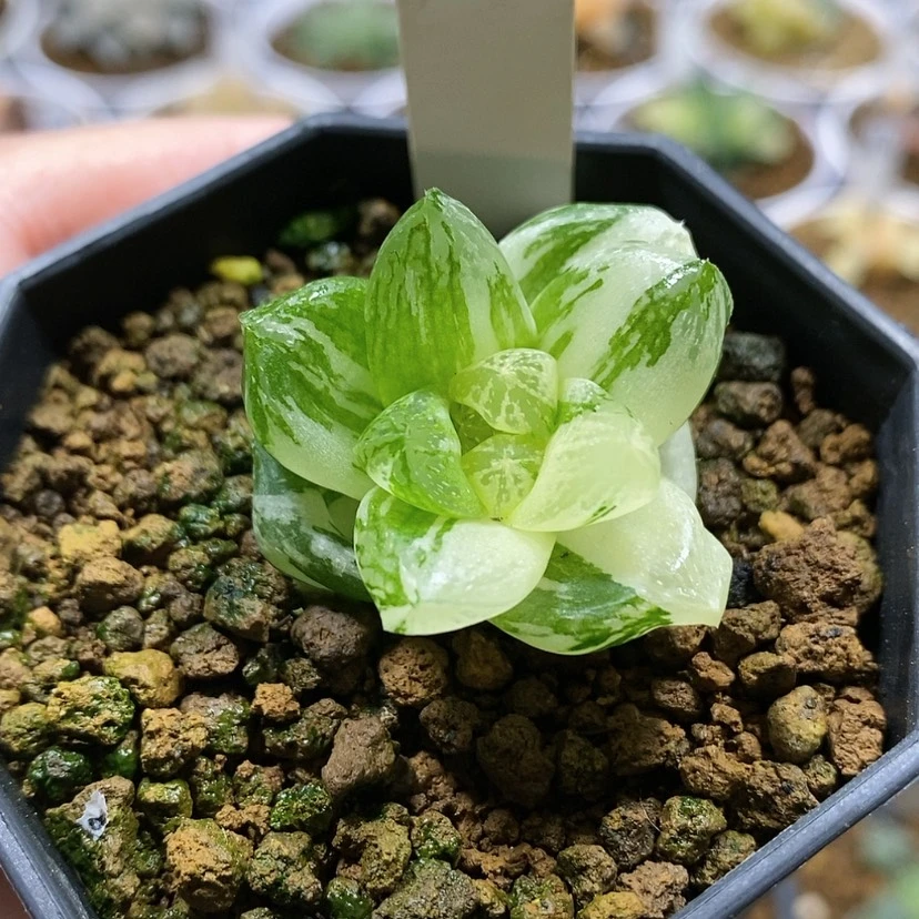 【闪购商品】124实生