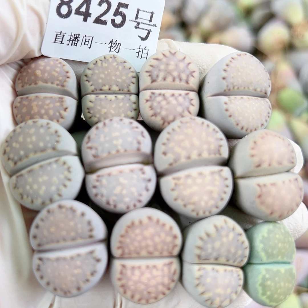 8425四年饼干12个1.6-2cm打包