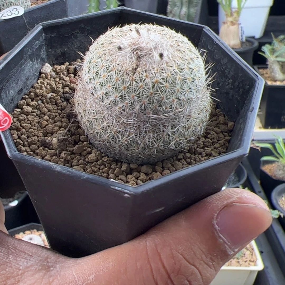 月世界一物一拍默认脱土发