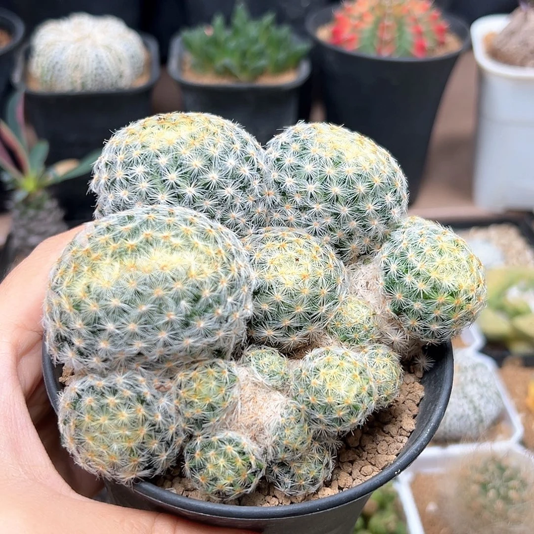 无花朵缀化大群明星实生球