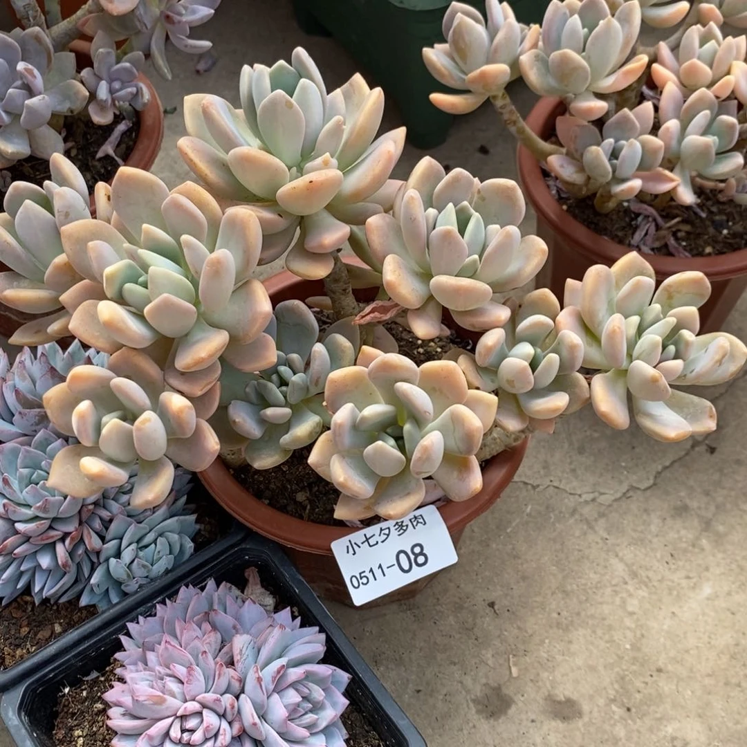 五**竹小七夕多肉冬美人08