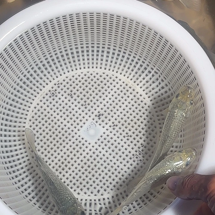 ****S海水锦鲤的故事是