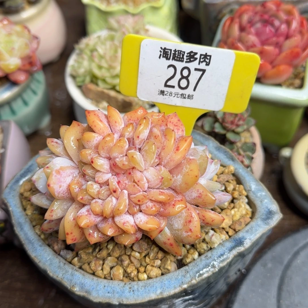 A****g多肉植物1111111111111