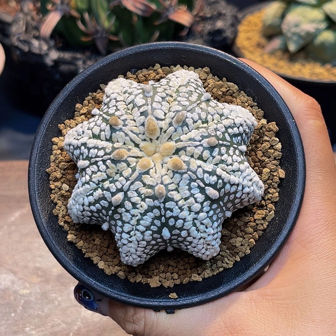 奇迹超兜Aaaaaaaaaaaaaa