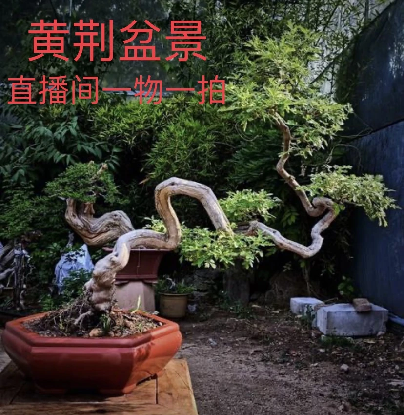 黄荆盆景素材美观趣味花卉绿植