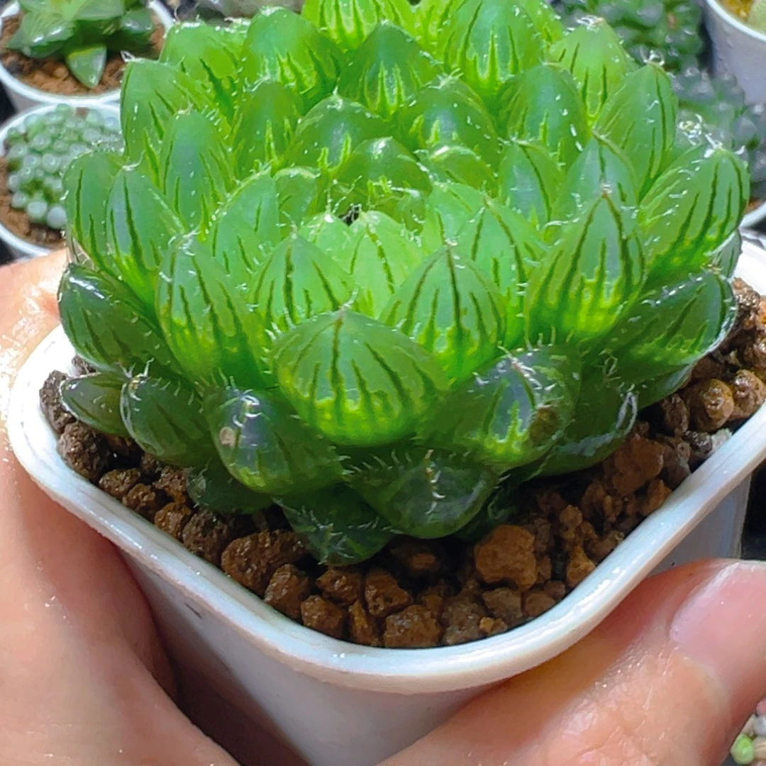 翠云玉露多肉多肉多肉