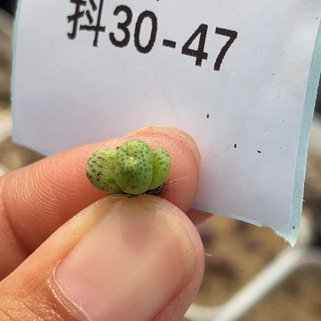 30-47草莓斑马苗肉锥