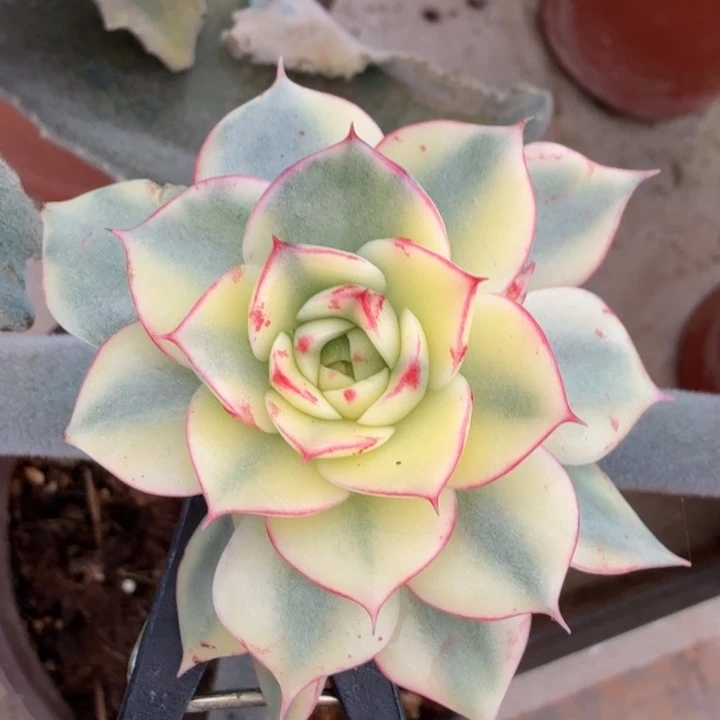 大锦边斗牛士锦带侧芽