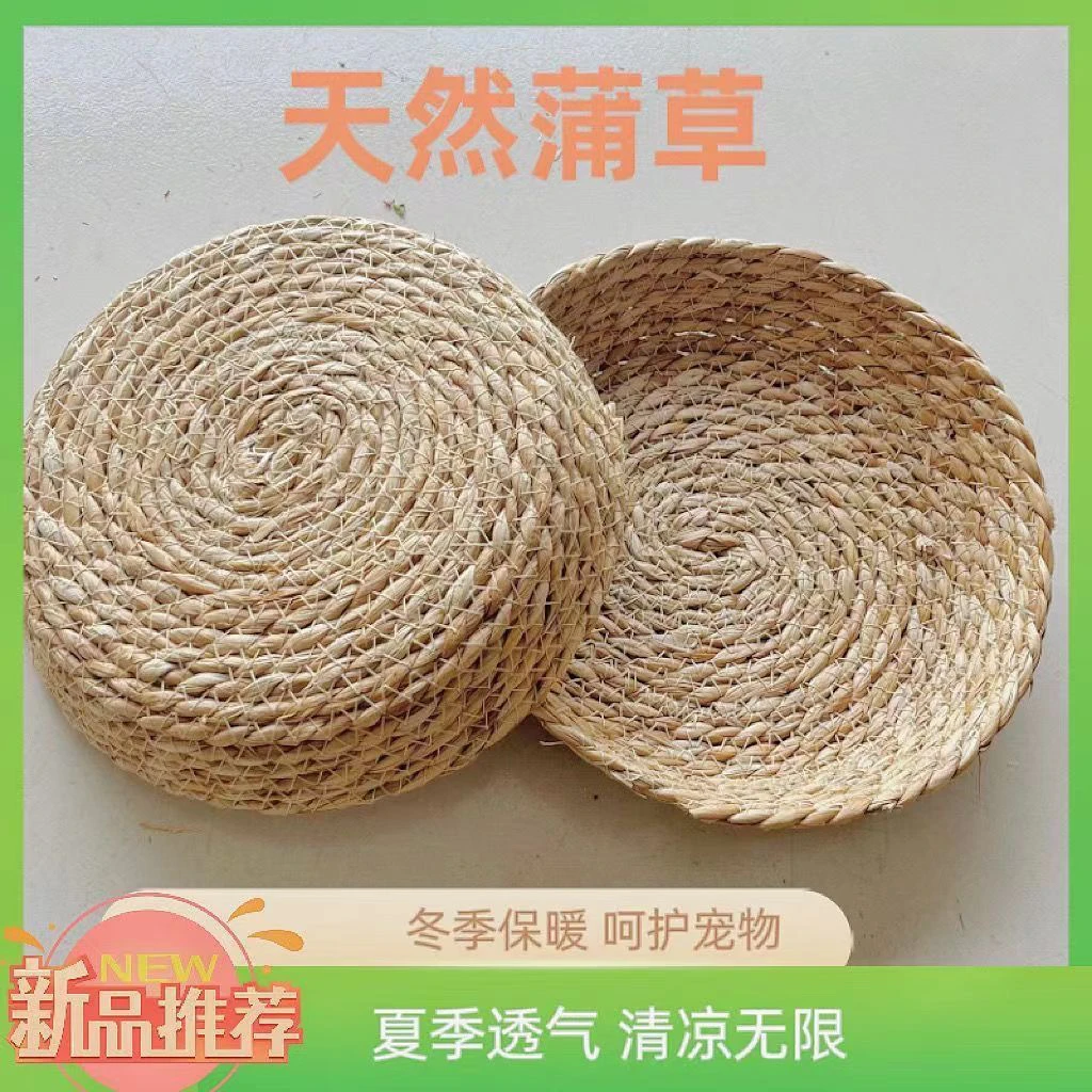 荷兰猪草边框豚鼠草窝