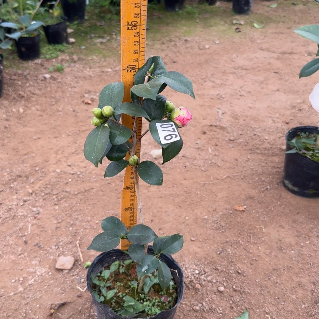 少量花朵（建议范围：2朵-5朵 或40%以下）076糖果屋