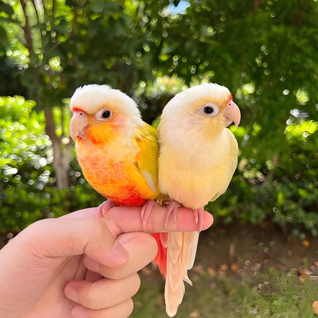 直播间【一物一拍】，手养活体鹦鹉