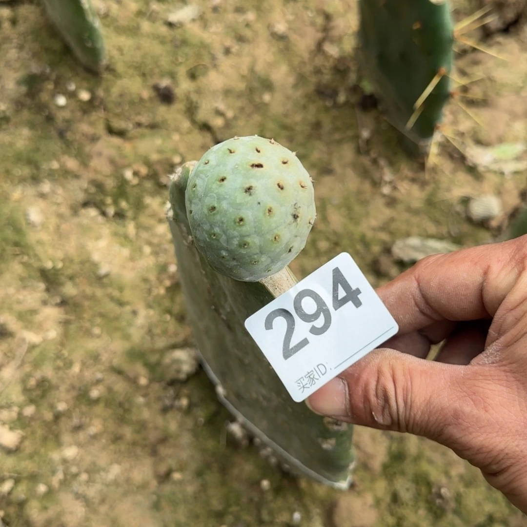 【闪购商品】进口大绿皮294