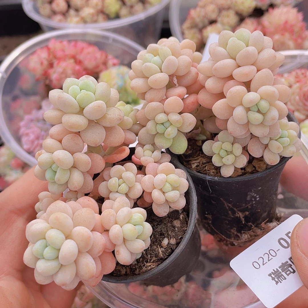 00000000000005量拍